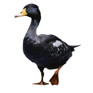 Premium Farm-Raised Duck